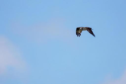 Osprey ⑾, JPG Osprey ⑾, JPG