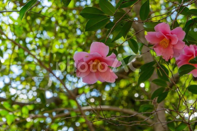 光を浴びるピンクの椿の花 椿,ピンク,花の写真素材