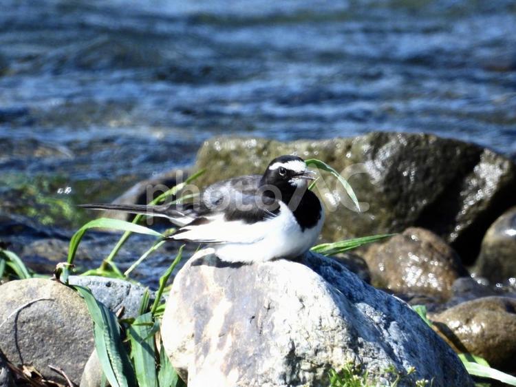 川辺の石の上で鳴くセグロセキレイ 鳥,野鳥,セグロセキレイの写真素材