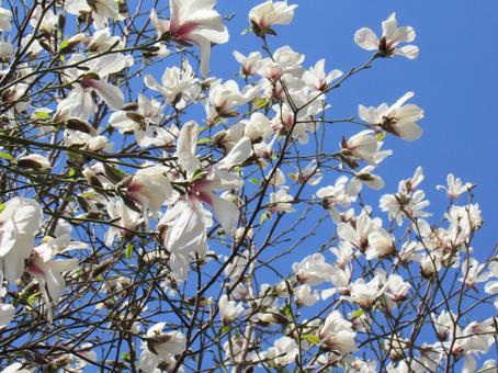 モクレン 木蓮,モクレン,青空の写真素材