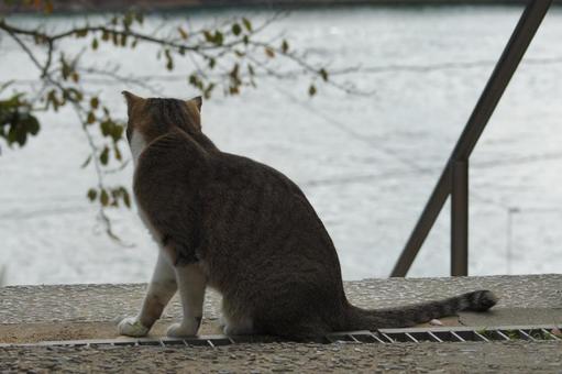 ねこ ねこ のらねこ,にゃんこ,可愛いの写真素材