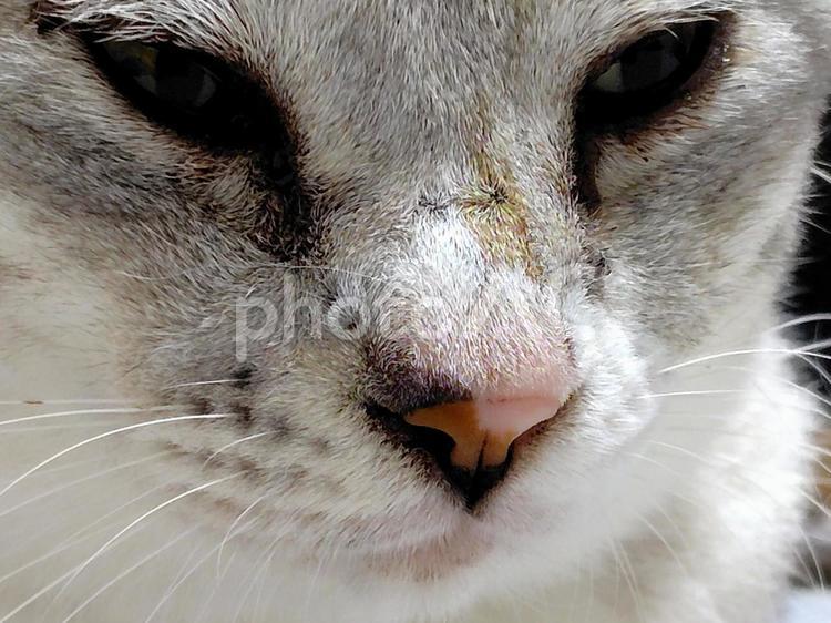 猫の顔アップ サバトラ,猫,顔の写真素材