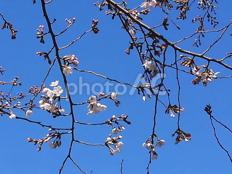 可憐なさくら ”ソメイヨシノ” さくら,桜,サクラの写真素材