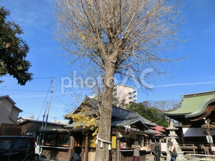 菊田神社の風景-25 菊田神社,千葉県習志野市津田沼,境内の写真素材