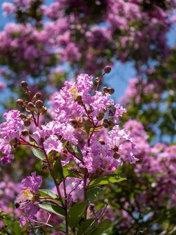 鮮やかなピンクのサルスベリ 花,サルスベリ,百日紅の写真素材