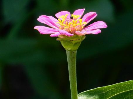 [Flower photo] Zinnia elegans, JPG