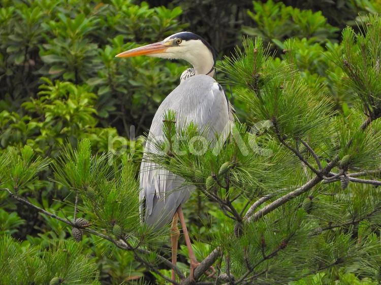 樹冠にとまるアオサギ2 アオサギ,鳥,鳥類の写真素材