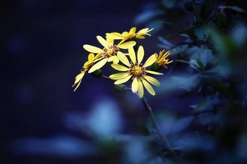 木陰に咲くツワブキの花 木陰に咲くツワブキの花 花,ツワブキ,秋の写真素材