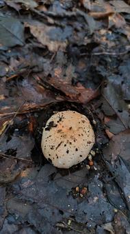 森のキノコ 森のキノコ,まんまる,散歩道の写真素材