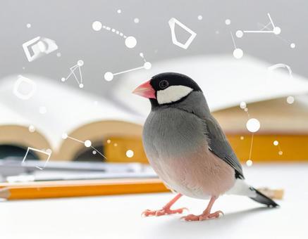 鳥と学ぶ 鳥と学ぶの写真