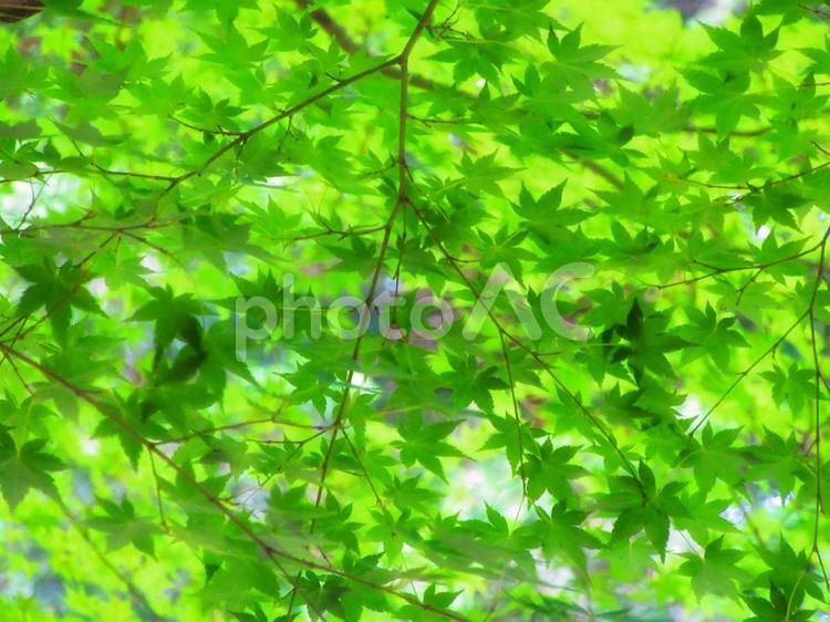 一面の青もみじ 青もみじ,木,木漏れ日の写真素材