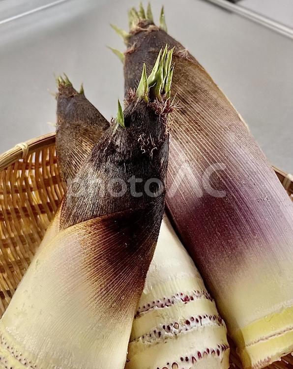 さぁ湯がきます！　筍 タケノコ,たけ,竹薮の写真素材