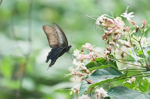 Black Swallowtail, JPG Black Swallowtail, JPG