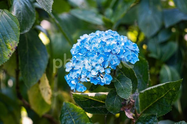 青いアジサイの花 アジサイ,植物,自然の写真素材
