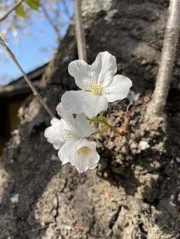 桜さく 桜さくの写真