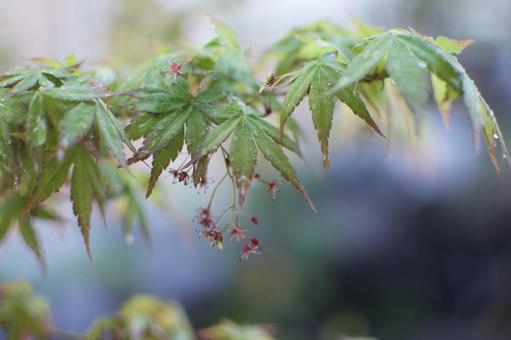 紅葉の花の写真