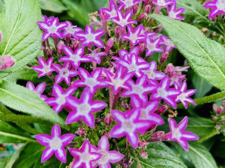 Pentas Purple, JPG Pentas Purple, JPG