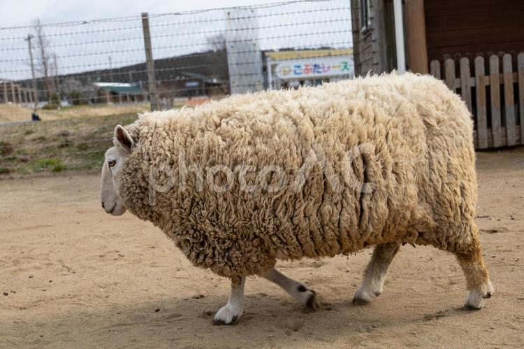 目の前を横切るひつじ 春,曇り空,丘の写真素材