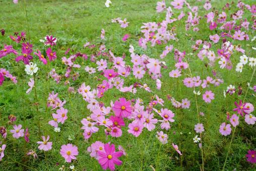 コスモスの花 コスモス,秋,花の写真素材