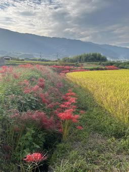 奈良の葛城山と彼岸花 奈良の葛城山と彼岸花 秋,彼岸花,お彼岸の写真素材