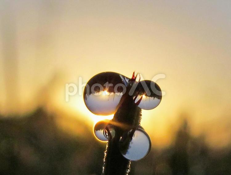 水滴とスギナと朝日（Water drops） 水滴,すいてき,しずくの写真素材