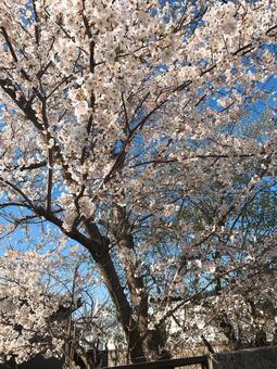 桜 桜 桜,桜の花,花の写真素材