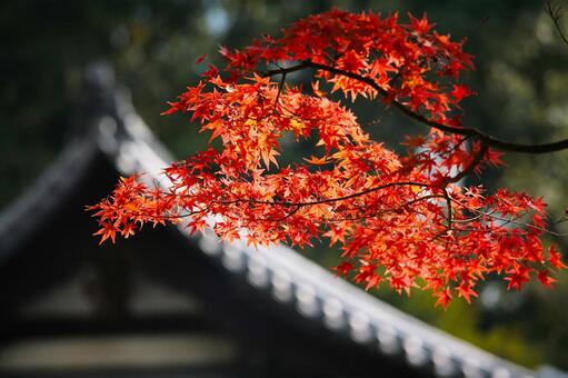 紅葉 紅葉の写真
