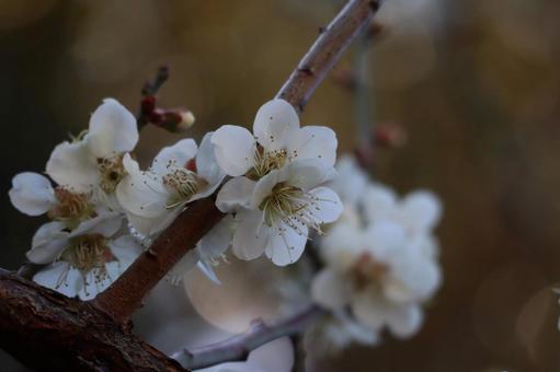 桜 桜の写真