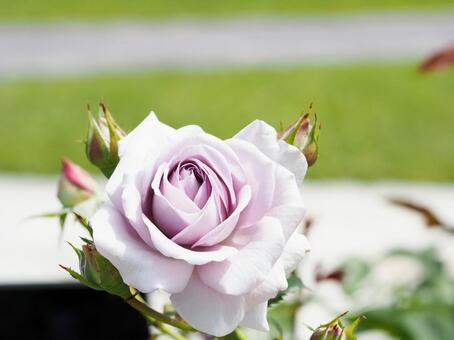 綺麗に咲いている紫色のバラ バラ,花,紫色の写真素材