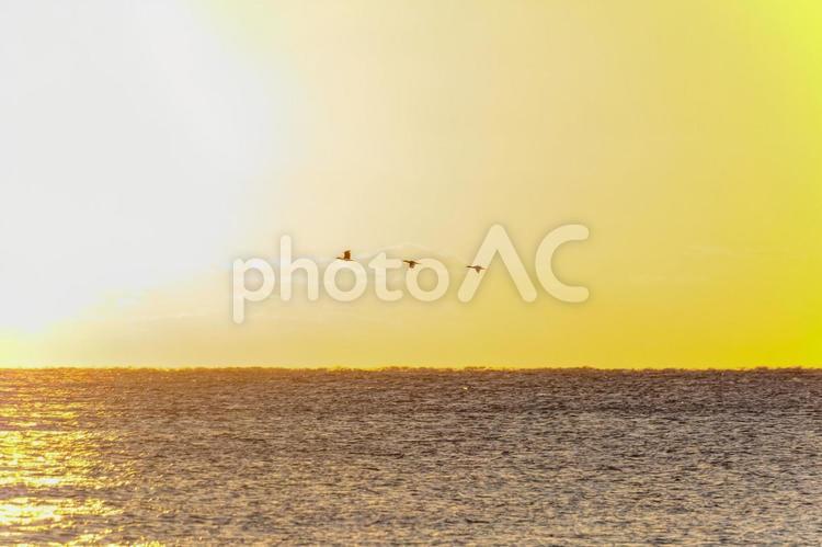 海と夕陽の鳥たち 夕陽,海,鳥の写真素材