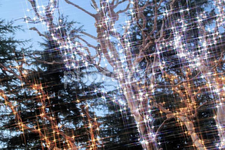 冬のイルミネーション　2024　5 クリスマス,イルミネーション,ライトアップの写真素材