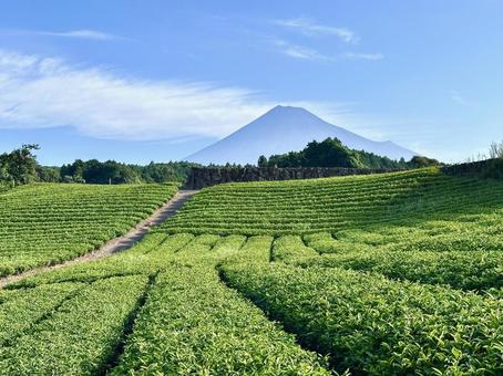 茶畑と富士山 富士山,茶畑,茶葉の写真素材