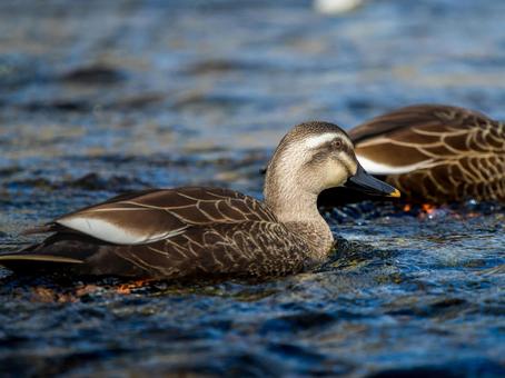 池を泳ぐカルガモ 池を泳ぐカルガモ カモ,カルガモ,鴨の写真素材