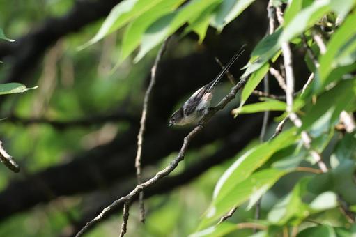 森の中のエナガ 森の中のエナガ エナガ,野鳥,森の写真素材