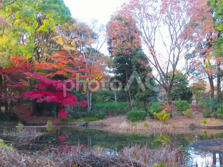 北の丸公園　紅葉と池 紅葉,秋,北の丸公園の写真素材