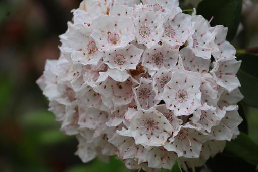 白い花びらのカルミアの花のアップ 白い花びらのカルミアの花のアップの写真