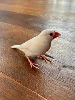 文鳥 文鳥の写真