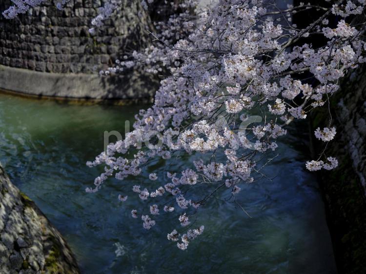 春の陽射しを浴びた綺麗な琵琶湖疏水の桜 風景,サクラ,チェリーブラッサムの写真素材