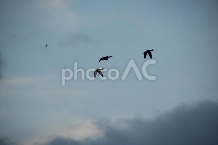 処暑の朝焼けの空を舞う雁の群れ 処暑,早朝,日の出の写真素材