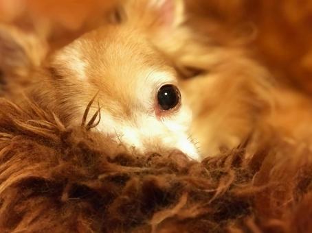 眠たい犬_チワワ 眠たい犬_チワワの写真