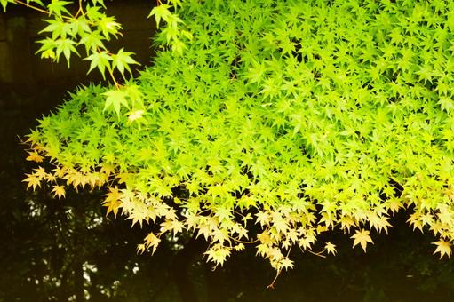水辺の紅葉 水辺の紅葉の写真