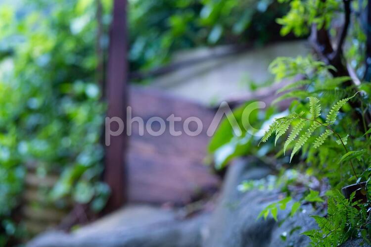 家の裏のシダ植物 シダ,シダ植物,植物の写真素材