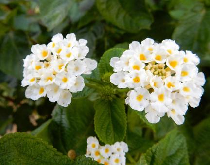 【花の写真】ランタナ（七変化）の写真