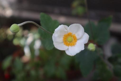 貴船菊 貴船菊 秋明菊,花,flowerの写真素材