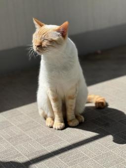 夏の猫2 夏の猫2 白い猫,暑い,シャム猫の写真素材