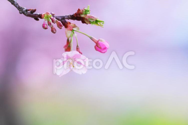 淡い背景と咲始めの桜の花 桜,春,花の写真素材
