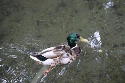気持ちよさそうに泳ぐカモのいる風景 気持ちよさそうに泳ぐカモのいる風景の写真