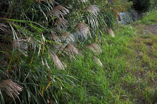 紅色の夕日に輝くススキ 夕日,ススキ,草木の写真素材