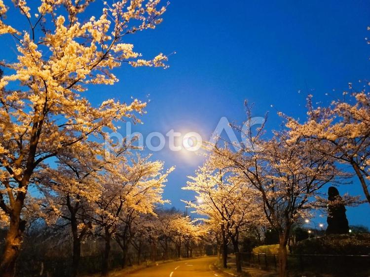 街路灯に照らされた夜桜の風景 さくら,夜,樹木の写真素材