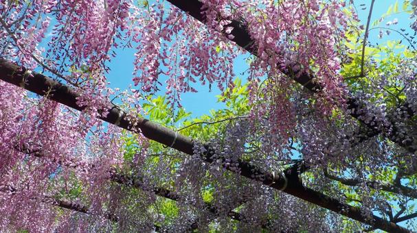 藤の花のシャワーと青空 藤の花のシャワーと青空 藤,和気町,岡山の写真素材